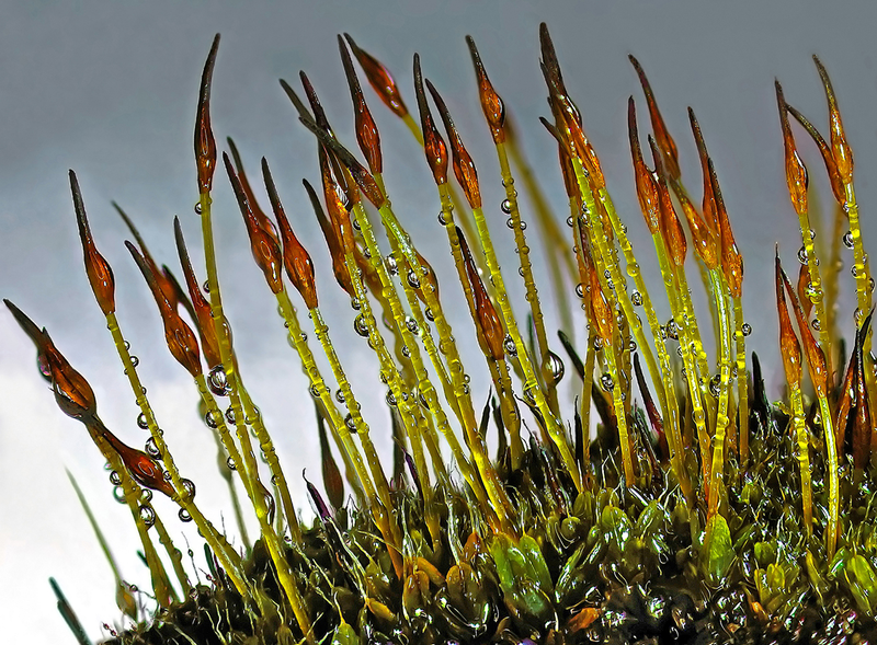 Illustration for article titled Estas son algunas de las fotos microscópicas más espectaculares del año